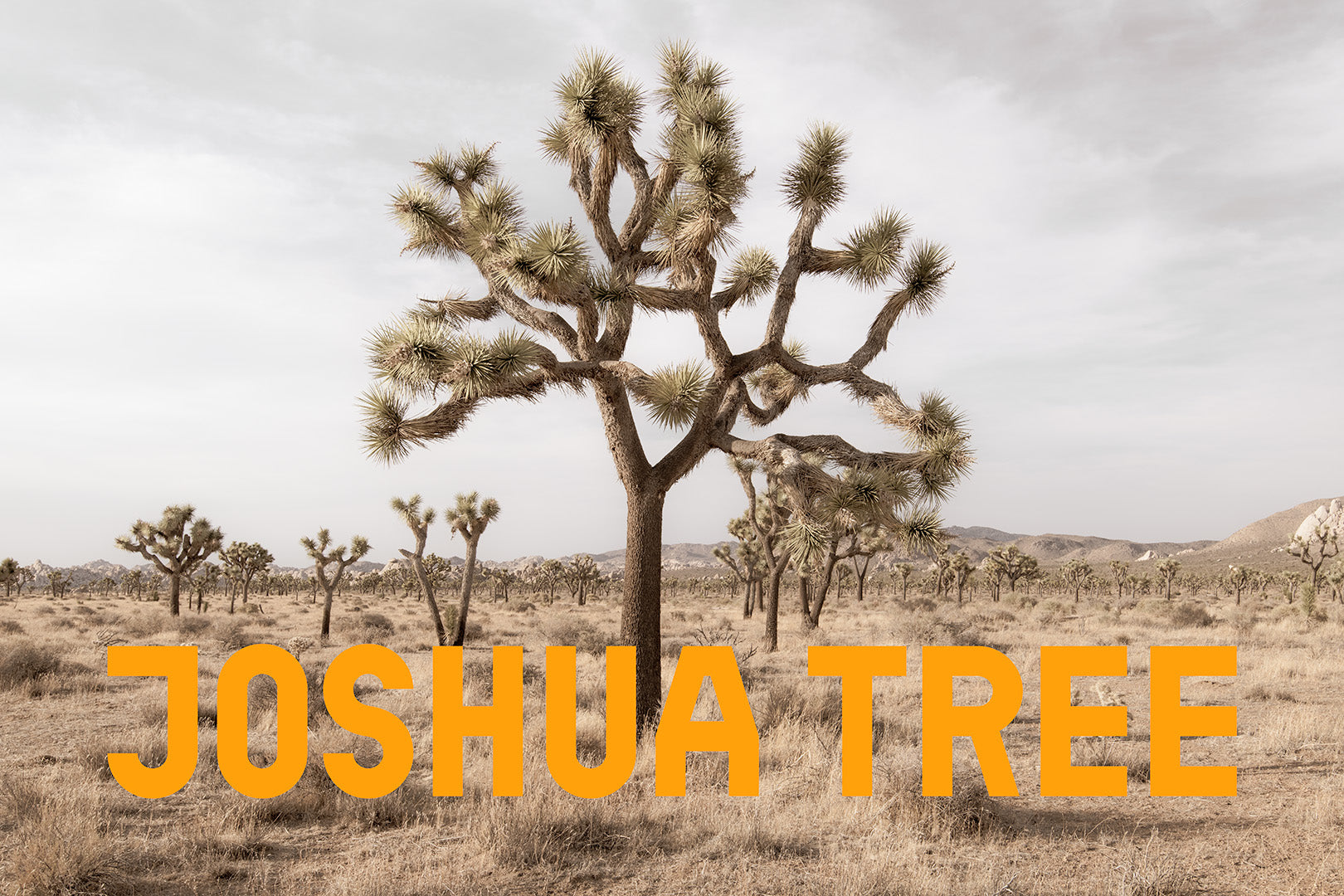 Desert photography of Joshua Tree Wall Art for any home or office